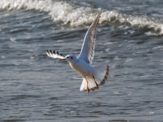 Möwe