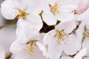Fototapeta na wymiar Elegant Cherry Blossoms Blooming in Springtime Serenity, Japan
