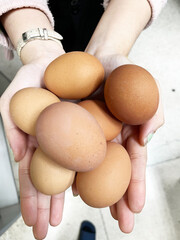 Boiled egg 