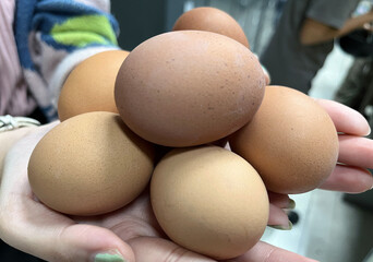 Boiled egg 