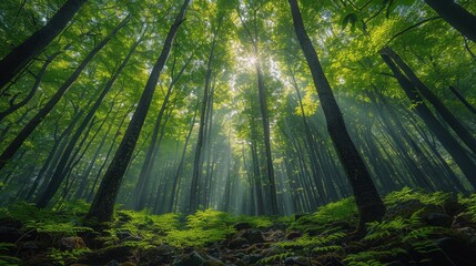 Dense Green Trees Covering Forest Floor