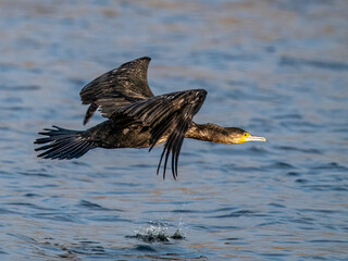 Kormoran