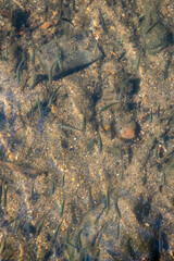 Barbus barbus. Shoal of small barbel looking for food in the current of a river with clear waters. Lot of small fish in the river under water, fish colony, fishing, river wildlife scene