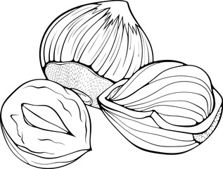 Filbert nuts hazelnuts . Peeled kernel and in shell. Vector illustration in hand drawn sketch doodle style. Line art vegetarian diet snack isolated on white. Design for coloring book, print
