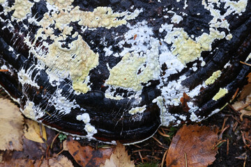 Ochre cushion, Trichoderma pulvinatum, growing on a host polypore known as the red belt conk, Fomitopsis pinicola - obrazy, fototapety, plakaty