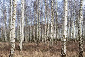 Zelfklevend Fotobehang Birch forest south of Höganäs in Skåne, Sweden. © BengtHultqvist