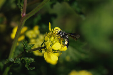 Vista lateral de abeja andrena hembra recolectando polen en planta de mostaza blanca, sinapis alba, España - obrazy, fototapety, plakaty
