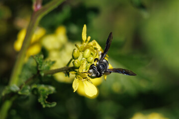 Vista frontal de abeja andrena hembra recolectando polen en planta de mostaza blanca, sinapis alba,...