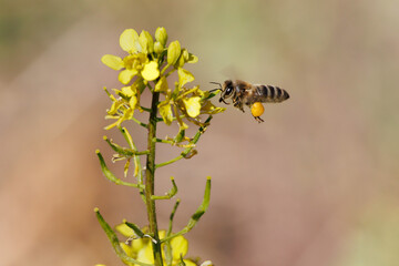 Apis mellifera, abeja europea, volando y acercandose a flores de color amarillo con la corbícula llena de polen en la Albufera de Gaianes, España