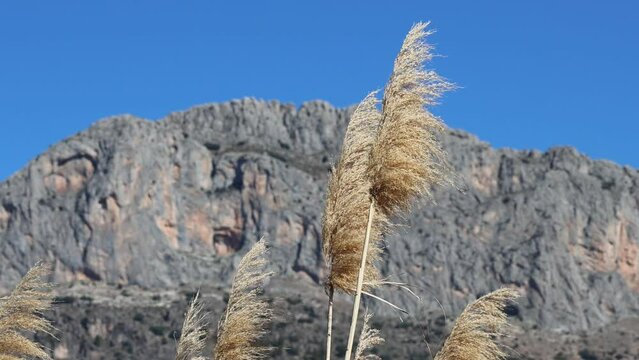 Parte superior de cañas de junco, Arundo donax L.,  meciendo al viento con la cima de el Benicadell desde la Albufera de Gaianes, España
