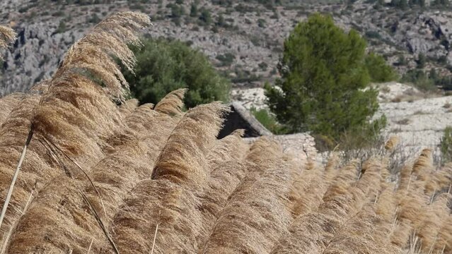 Parte superior de cañas de junco, Arundo donax L.,  meciendo en día ventoso en la Albufera de Gaianes, España