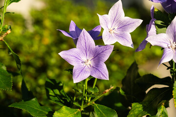 星の様に開花する夏のキキョウの花