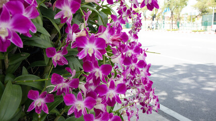 The beautiful purple orchid