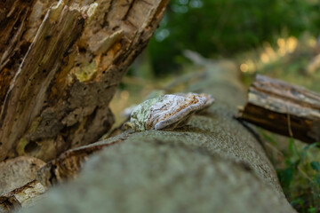 Scenery in the forest - Germany - Europe