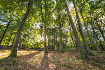 Scenery in the forest - Germany - Europe