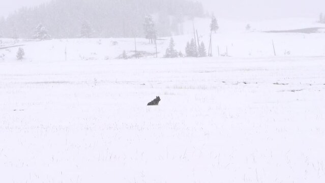 Lone Wolf hops leaps through deep snow in meadow in yellowstone national park