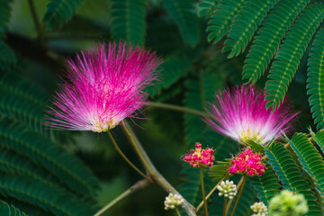 Obraz premium Pink flowers on albizia julibrissin tree, the persian silk tree, pink silk tree or mimosa tree, Fabaceae
