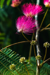 Pink flowers on albizia julibrissin tree, the persian silk tree, pink silk tree or mimosa tree, Fabaceae
