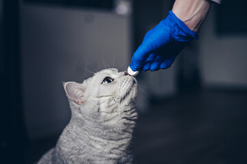 Cute kitten getting a pill from veterinarians hand over gray  background. Gray british kitten visiting vet for check up. Veterinarian doctor giving a pill for deworming a cat.