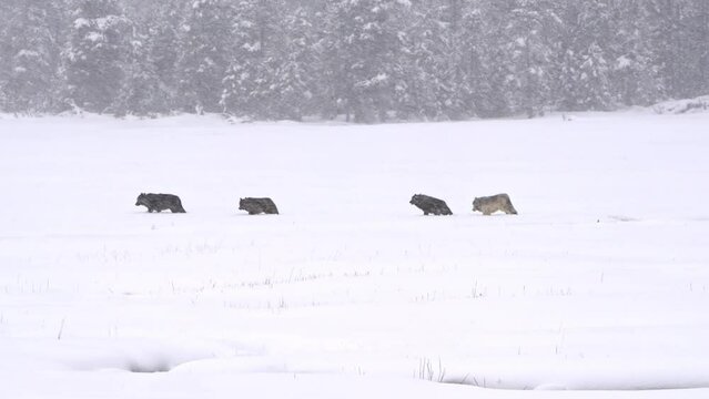 Pack of wolves cross meadow in the snow inside Yellowstone National park, yellowstone's Wapiti wolf pack travels through the snow