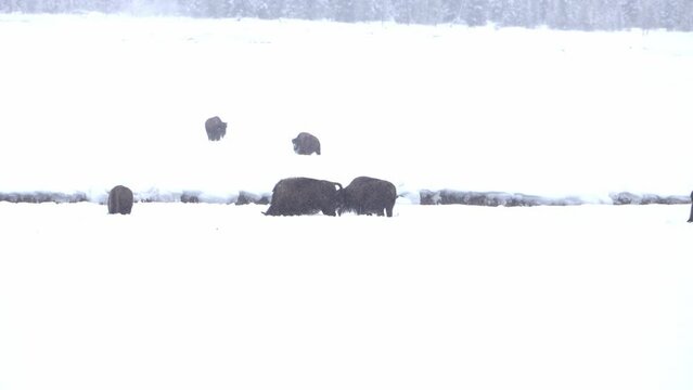 Bison Feed in deep snow in Yellowstone national park