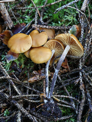 Funeral bell, Galerina marginata, also known as deadly skullcap or deadly Galerina, poisonous mushroom from Finland