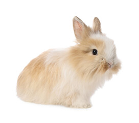 Cute fluffy pet rabbit isolated on white