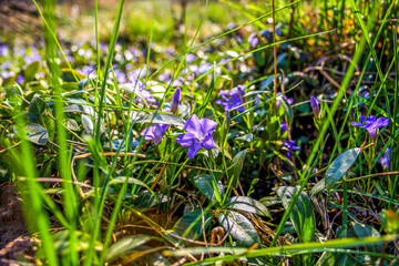 Flowers, periwinkle, plant, shrub, violet