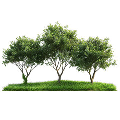 Fototapeta premium tree isolated on white