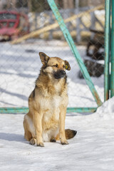 Mongrel dog of red color lies on its stomach on the grass, stretching its front paws forward. Spring.. - 756460692