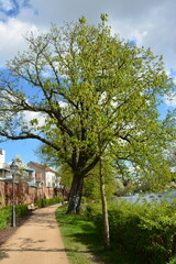 Kastanienbaum am Ufer der Havel in Brandenburg, Altstadt