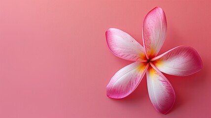 A delicate pink and white plumeria flower isolated against a pastel pink background