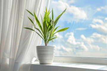 Dracaena in Flowerpot on White Sun Window, Dracaena Palm House Plant in Flowerpot