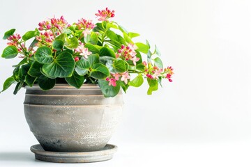 Hoya (Waxplant, Waxvine, Waxflower) in Flowerpot Closeup, Hoya Macro House Plant in Flowerpot