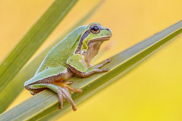 European tree frog climbing on plant