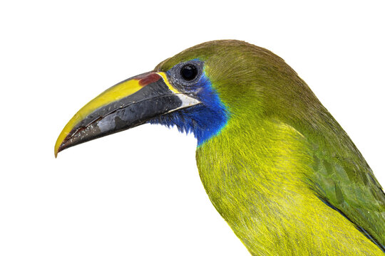Emerald toucanet on white background