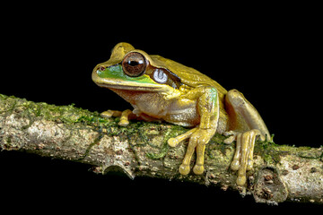 Masked tree frog on branch at night