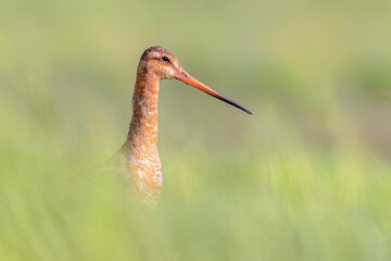 Portrait of Black-tailed Godwit wader bird looking in the camera