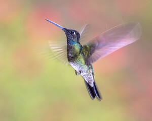 Rivolis hummingbird hovering in mid air on bright background
