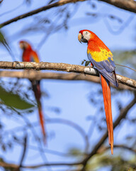Scarlet macaw couple in tree