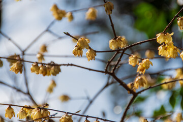 ロウバイが咲いている