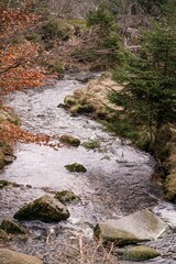 river in the forest