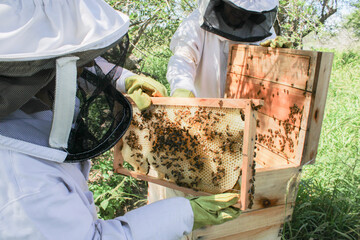 Two beekeepers looking at a honeycomb freshly removed from a hive. Grabbing the frames full of wax...