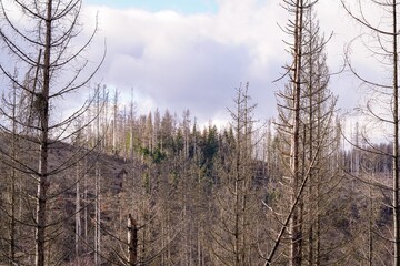 trees in the forest