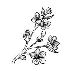 Sakura branch hand drawn, line art vector illustration