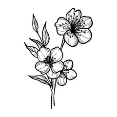 Obraz premium Line art vector illustration of sakura flower on white background