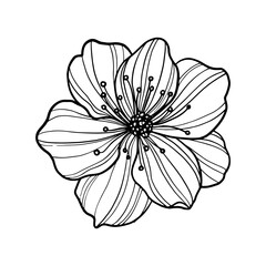 Line art vector illustration of hand drawn sakura flower on white background