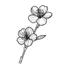 Hand drawn vector illustration of sakura flower on white background