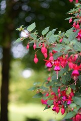 Red fuchsia blossoms on a bush
