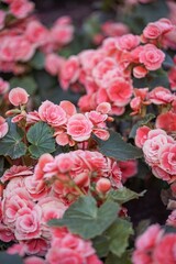 pink begonia blossoms
